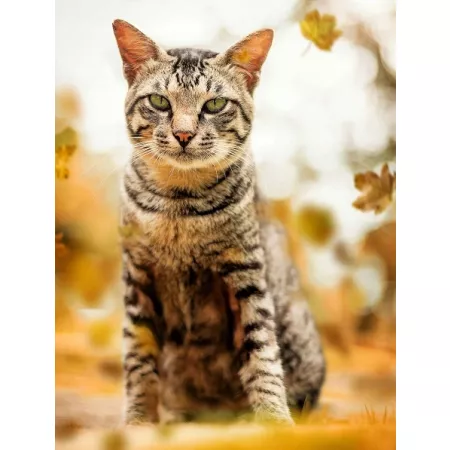 IDENTYFIKATOR ADRESÓWKA ZAWIESZKA DLA PSA KOTA ŁAPKA GRAWER WŁASNY NAPIS