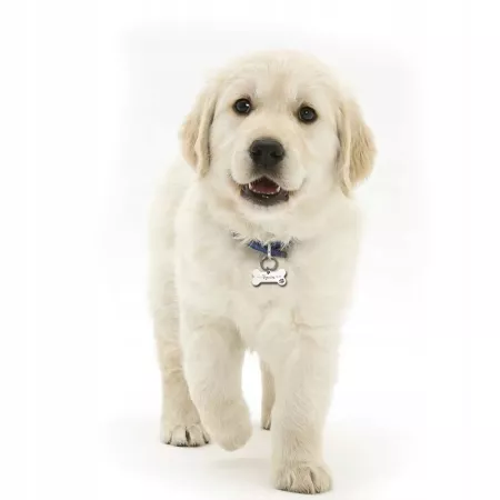 ADRESÓWKA ZAWIESZKA DLA PSA IDENTYFIKATOR Z GRAWER BLASZKA Z IMIENIEM NAPIS